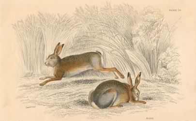野うさぎ座europaeus、1828