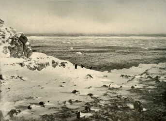 3月の移住直前のペンギンの最後、c1908、1909。