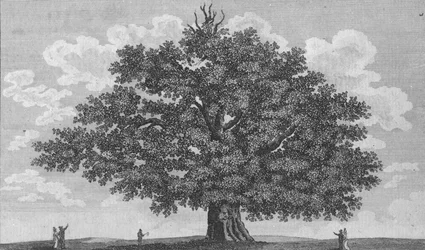 ペンズハーストオーク、1794
