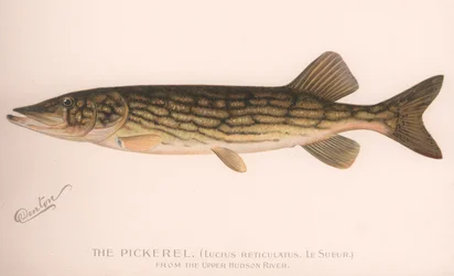 ピクレルLucius Reticulatus。ルスール、1920年代頃