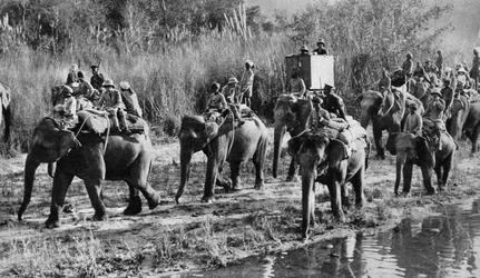 1921年にインドで撃たれたプリンスオブウェールズのトラ