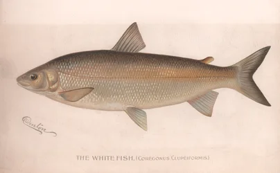 ホワイトフィッシュCoregonus Clupeiformis、1920年代頃