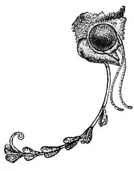 蛾の蘭の花粉と悲惨なトランスケイ、1862
