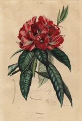 ツリーシャクナゲ、Rhododendron arboreum