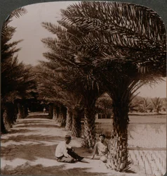 ナツメヤシ、ホノルル、H。Is。近くのMoanaluaの通りの熱帯の美しさ。 c1900