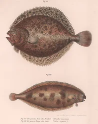 Turbot、Rhombus maximus、Common Sole Solea vulgaris、c.1850s