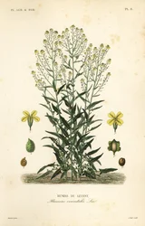 トルコ産ワートリカブトまたはトルコ産ロケット、Bunias orientalis、Bunias de Levant