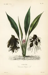 ウコンまたはウコン、Curcuma longa、Curcuma