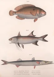 2スポットBimaculus、African Redfin、Common Barracuda、c.1850s