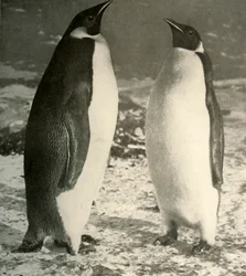 2つの皇帝ペンギン、c1908、1909。