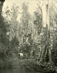 アンクルサム、1901年。