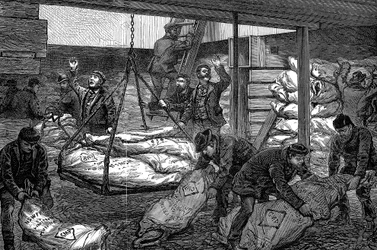 1881年ロンドン、ミルウォール、ロンドン、南西インドドックから冷凍肉の荷下ろし