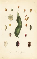 エンドウ豆とインゲン豆の品種 gousses et graines legumieres