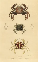 ベルベットクラブ（Necora puber）1、マーブルドスイミングクラブ（Liocarcinus marmoreus）2、ペナントススイミングクラブ（Portumnus latipes）3
