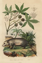 バージニアオポッサム（Didelphis virginiana）1、キャッサバまたはユカ（Manihot esculenta）2