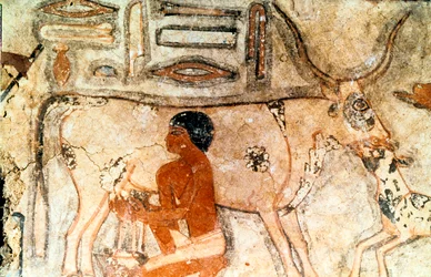 メテティ、サッカラ、古代エジプト、旧王国、c2371-2350 BCの墓からの壁画