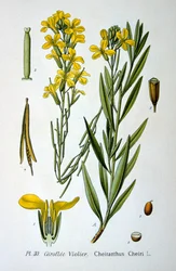 ウォールフラワー、1893