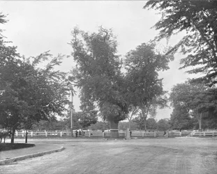 ワシントンエルム、ケンブリッジ、マサチューセッツ、米国、c1900。