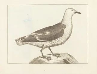 水鳥、19 世紀初頭。
