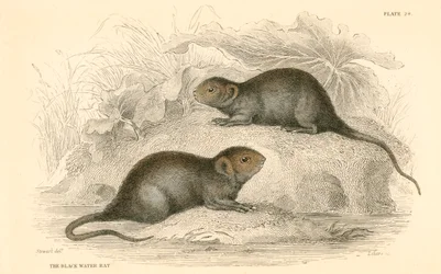 水ハタネズミArvicola terrestris、別名ブラックウォーターラット、1828