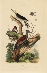 シロハラキツツキ（Melanerpes candidus）、フィリピンのコゲラ（Yungipicus maculatus）、オスとメス