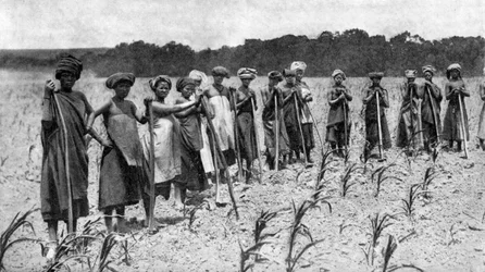 南アフリカ、トウモロコシ畑を耕す女性たち、c1923
