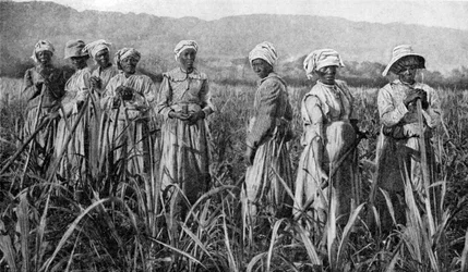 ジャマイカで若いサトウキビを世話する女性、1922年