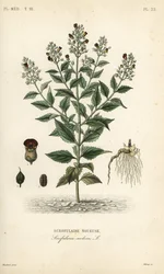 ウッドランドフィグワート、Scrophularia nodosa、Scrofulaire noueuse