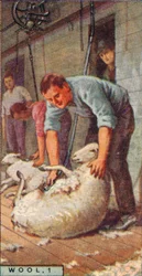 Wool、1.-Shearing Sheep by Machinery、Australia、1928
