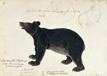 ヒマラヤ中央部からのツキノワグマ、Ursus Tibetanusの描画