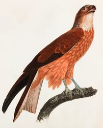 褐色の鳥のカラーイラスト