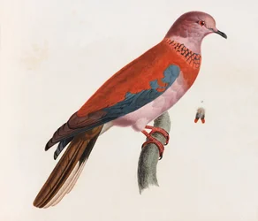 鳥のカラーイラスト