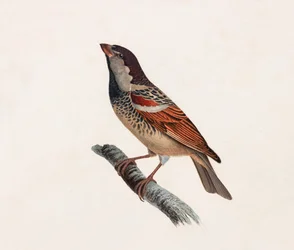 鳥のカラーイラスト