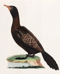 鳥のカラーイラスト