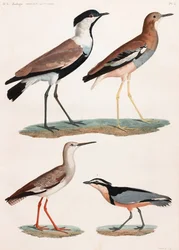 全ページに渡って鳥類のカラーイラストを掲載