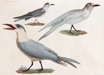 全ページに渡って鳥類のカラーイラストを掲載