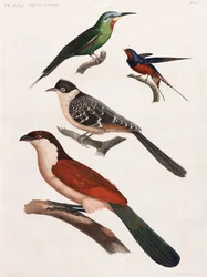 全ページに渡って鳥類のカラーイラストを掲載