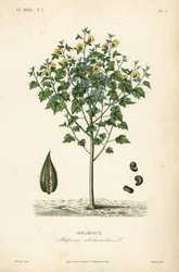 アベルモスク、アンブレットまたはアニュアルハイビスカス、Abelmoschus moschatus、Hibiscus abelmoschus、Abelmosch