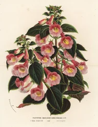 アキメナンサ×ナエゲリオイデス、ピンクとゴールドの品種。Plectopoma naegelioides aureo-roseum。Louis van HoutteとCharles Lemaireの「Flowers of the Gardens and Hothouses of Europe, Flore des Serres et des Jardins de l