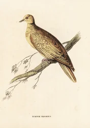 アフリカシラコバト、Streptopelia roseogrisea risoria（Turtur risorius）。エドワード・リアによる手彩色スチール・エングレーヴィング（ゲオルク・フリードリヒ・トライチケの自然史ギャラリーより）。