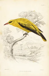 アフリカゴールデンオリオール、Oriolus auratus。ウィリアム・ジャーディン卿の『ナチュラリスト・ライブラリー』より、ウィリアム・スウェインソンにちなんだウィリアム・リザースによる手彩色のスチール・エングレーヴィング：Ornithology：西アフリカの鳥、エディンバラ、W.H.リザース。