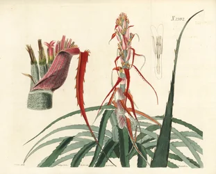アグアバ、ブロメリア・アルソデス（狭葉パイナップル、Bromelia sylvestris）。William Curtis