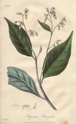 Alibouffier or styrax (Styrax benzoin) - ジョン・チュールによってロンドンで出版されたジョン・ステファンソンとジェームズ・モース・チャーチルによる「Medical Botanical, Description of Medicinal Plants of London, Edinburgh, and Dublin（ロンドン、エディンバラ、ダブリンの薬用植物の医学的植物学的説明）」を説明するためにウィリアム・クラークによって作られた強い水。