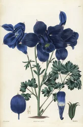 アルプスコロンバイン、Aquilegia alpina。エドワード・ダルトン・スミスの植物図版をもとにウェッデルが手彩色した銅版画。