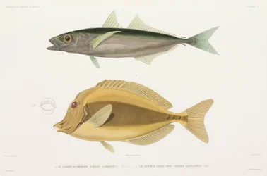 Amberstripe scad と Razor クロハギ