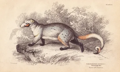 アメリカパラドキシド、Paradoxurus dubius。フィラデルフィア博物館の標本より。エジンバラのWilliam Jardine