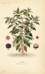 アメリカン・ポークウィード、Phytolacca americana、Phytolacca decandra、Phytolaque