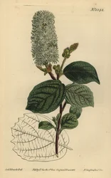 アメリカン・ウィッチ・ヘーゼル（Fothergilla gardenii）（Broad-leaved fothergilla, Fothergilla alnifolia major