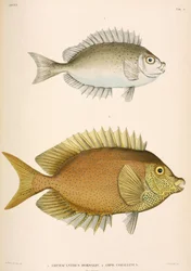 Amphacanthus dorsalis、Amphacanthus corallinus、インドネシア