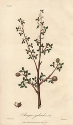 アミリス・エレミフェラまたはエレミ・ツリー（Commiphora gileadensis） ロンドンで出版されたジョン・ステファンソンとジェームズ・モース・チャーチルによる「医学植物学、ロンドン、エディンバラ、ダブリンの薬用植物の説明」の挿絵としてウィリアム・クラークが描いた強い水。